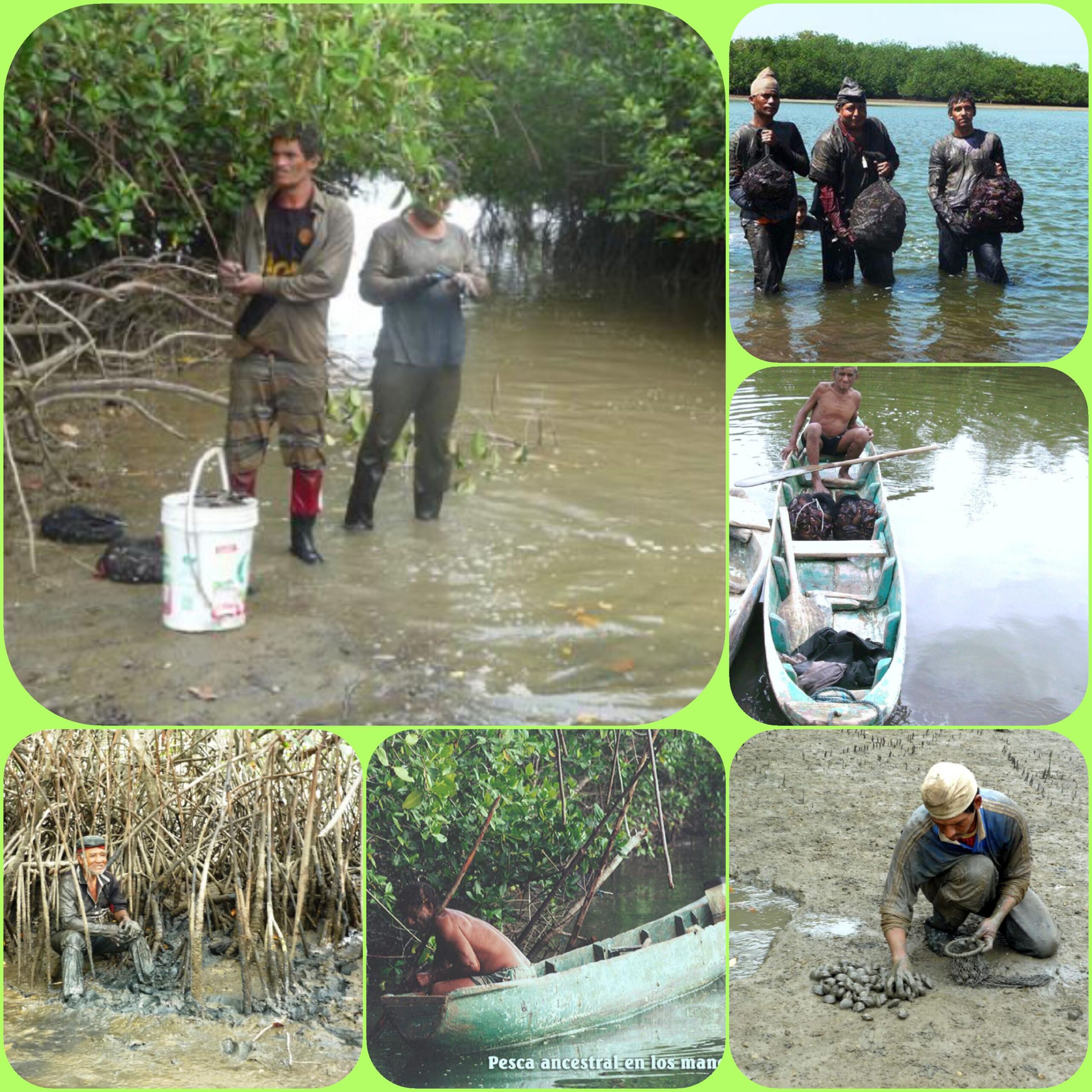 <strong>26 DE JULIO DIA INTERNACIONAL DE LA DEFENSA DEL ECOSISTEMA MANGLAR</strong>