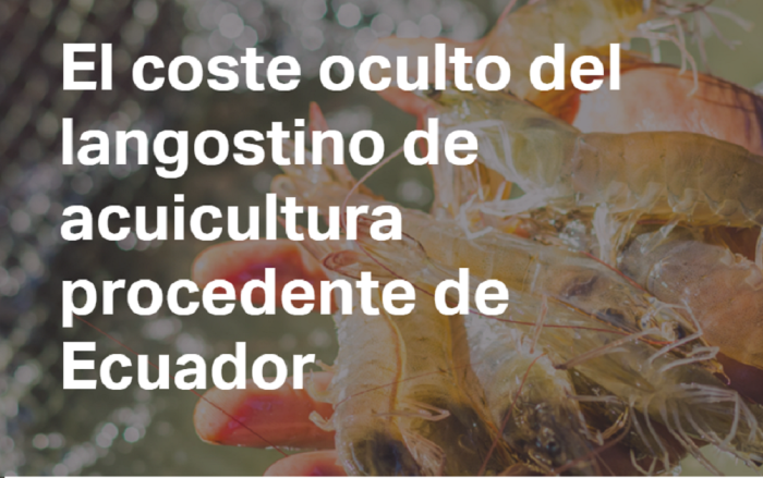 El coste oculto del langostino de acuicultura procedente de Ecuador